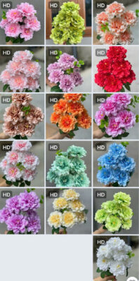 thược dược xoăn 7b