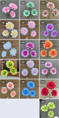 thược dược xoăn 3b